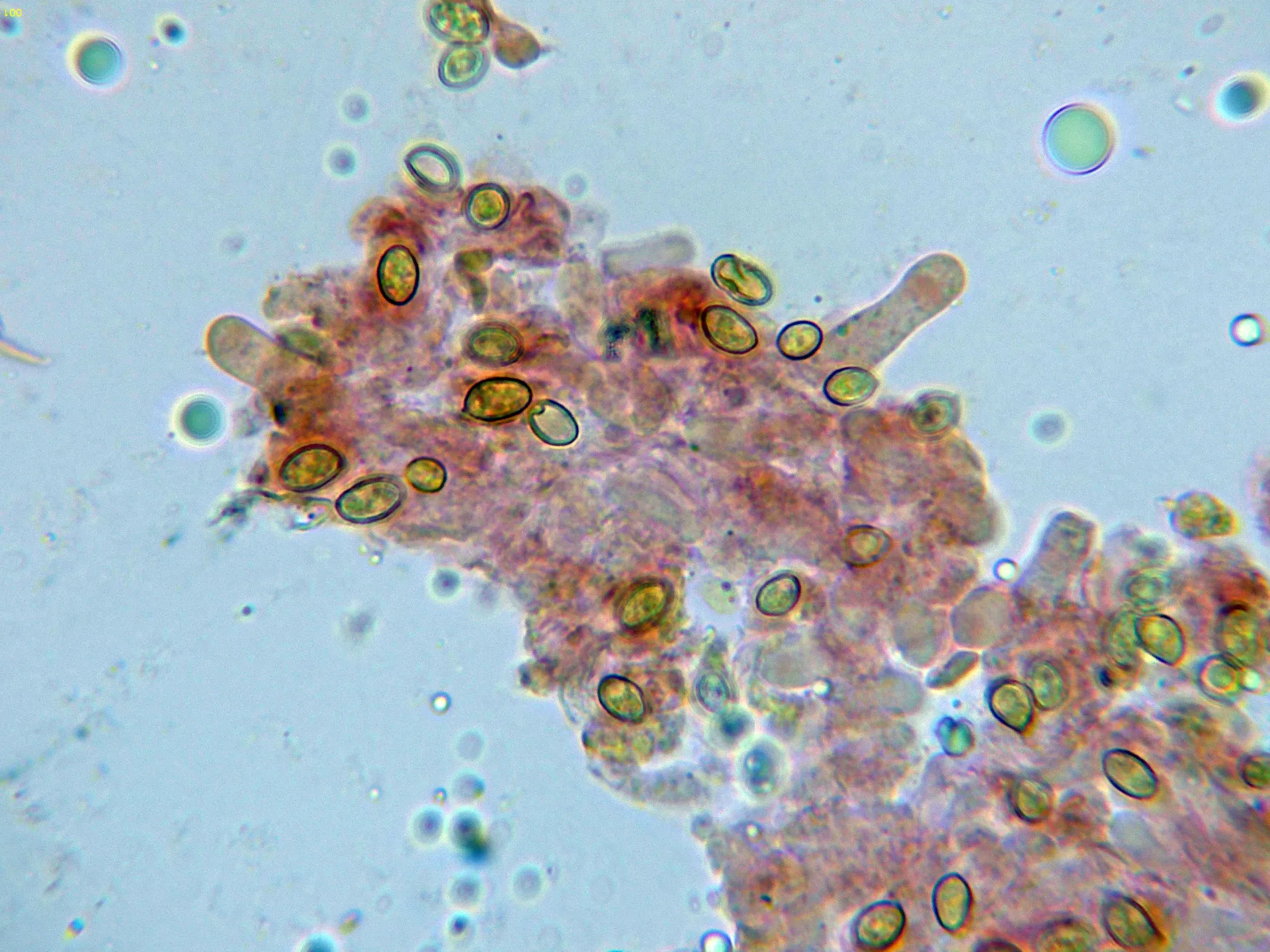 10 - Pleurocistidio-001